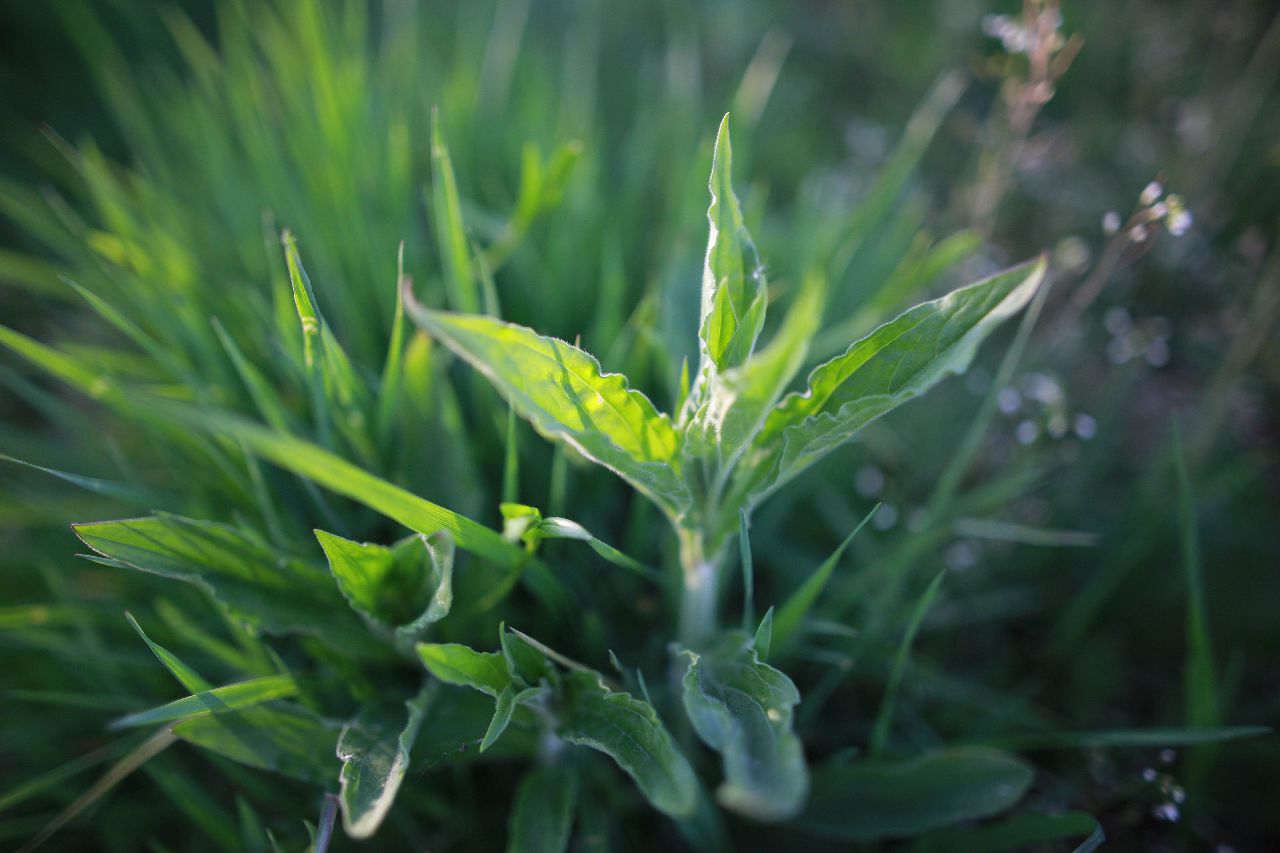 samples sigma 24mm hsm 1,4 art